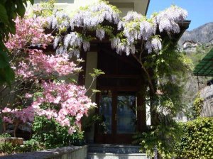 Ingresso Villa Verde con glicine e cornus  in fiore - Photos 4
