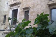 Visitez la page de Buonanotte margherita dans Taranto