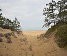 Lignano Pineta. Sentiero sterrato